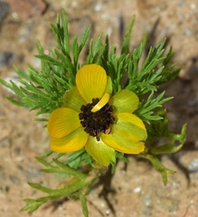 Adonis microcarpa
