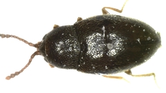 Atomaria analis