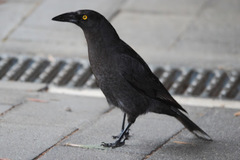 Strepera fuliginosa