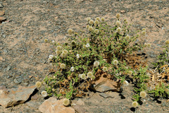 Echinops spinosissimus