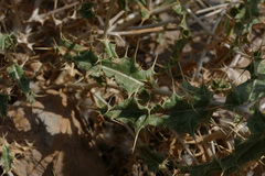 Echinops spinosissimus