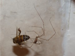 Smeringopus pallidus