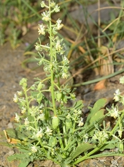 Reseda phyteuma collina