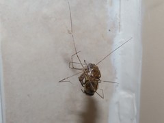 Smeringopus pallidus