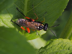 Macrophya rufipes