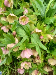 Helleborus purpurascens