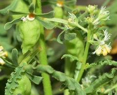 Reseda phyteuma collina
