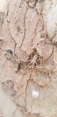 Hersiliidae