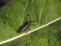 Agapanthia villosoviridescens