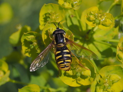 Chrysotoxum cautum