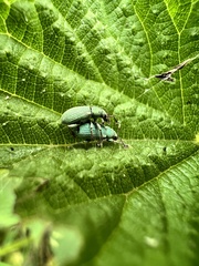 Phyllobius roboretanus