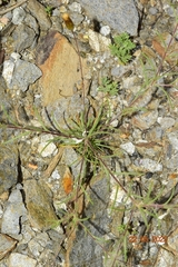 Leysera leyseroides