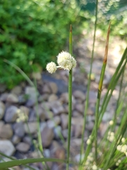 Scirpoides holoschoenus