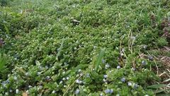 Veronica persica