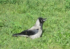 Corvus cornix