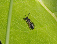 Odynerus spinipes