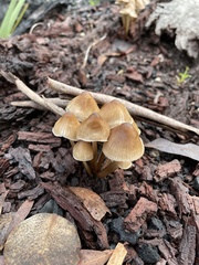 Mycena subgalericulata