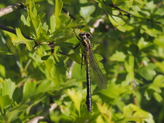 Gomphus