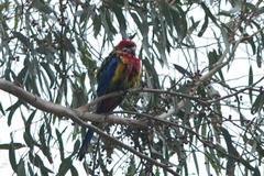 Platycercus eximius diemenensis