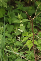 Lamium album
