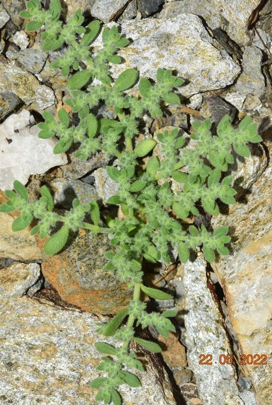 Hierba de la golondrina