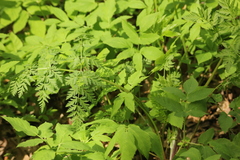 Anthriscus sylvestris