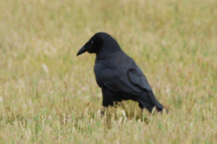 Corvus tasmanicus
