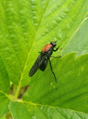 Clitellaria ephippium