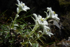 Leontopodium microphyllum