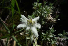 Leontopodium microphyllum