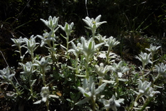Leontopodium microphyllum