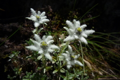 Leontopodium microphyllum
