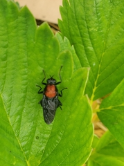 Clitellaria ephippium