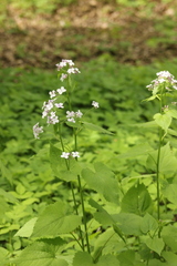 Lunaria rediviva
