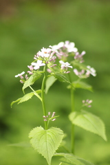 Lunaria rediviva