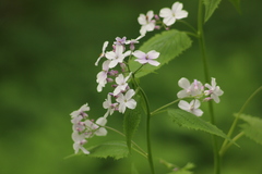 Lunaria rediviva