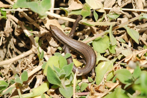 Entrecasteaux's Skink
