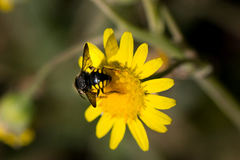 Micranthidium
