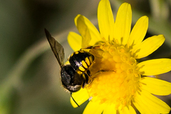 Micranthidium