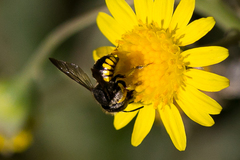 Micranthidium