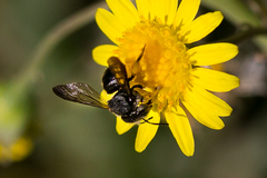 Micranthidium