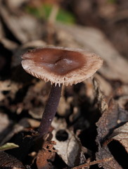 Mycena vinacea