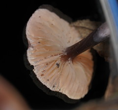 Mycena vinacea