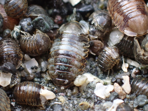 Oregon pillbug photo 5