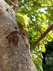 Calotes versicolor