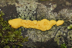 Trichoderma victoriense