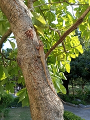 Calotes versicolor