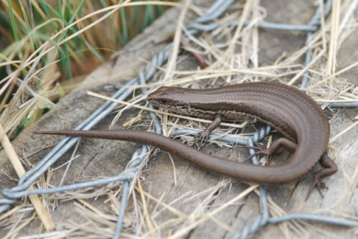 Metallic Cool-Skink
