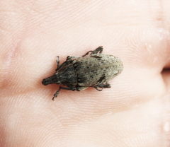 Asproparthenis punctiventris