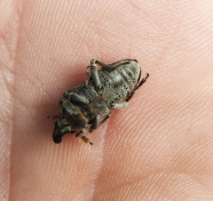 Asproparthenis punctiventris